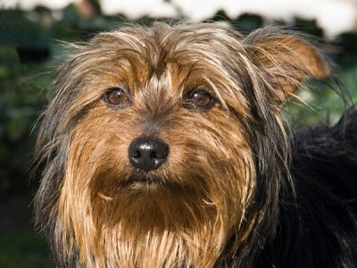 Alf-2