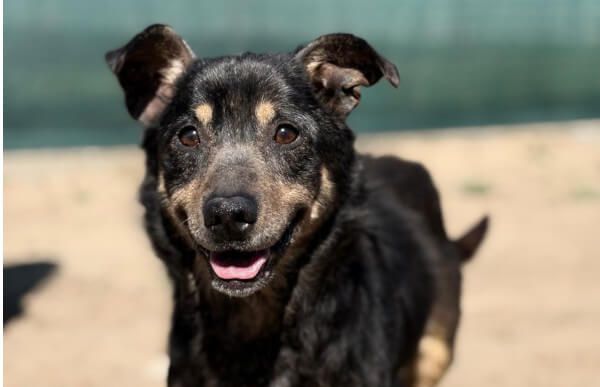 Hundevermittlung Faolan - Animal Happyend