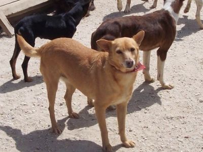 Canela